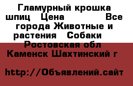 Гламурный крошка шпиц › Цена ­ 30 000 - Все города Животные и растения » Собаки   . Ростовская обл.,Каменск-Шахтинский г.